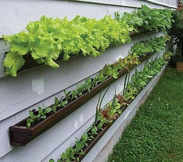 container vegetable gardening tips