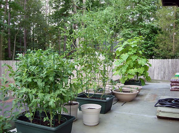 fall container vegetable gardening