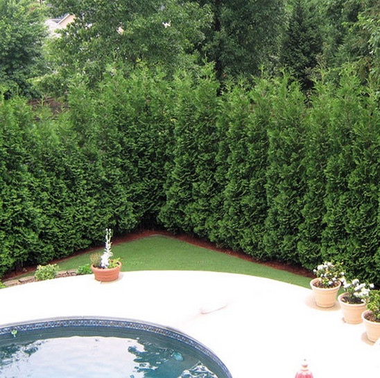 Good Trees for Privacy Screen | Interesting Ideas for Home